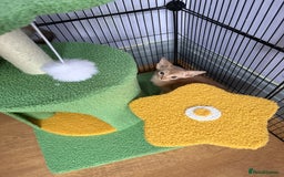 Abyssinian cats for sale: We are looking for a home in London - Image 3