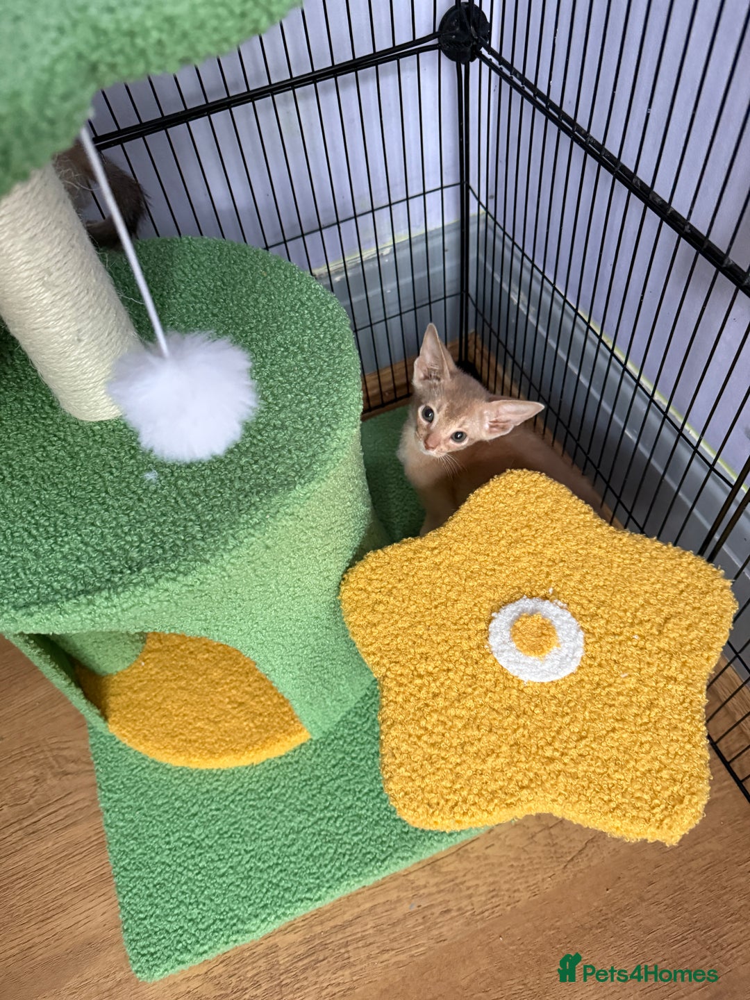Abyssinian cats for sale: We are looking for a home in London - Image 3