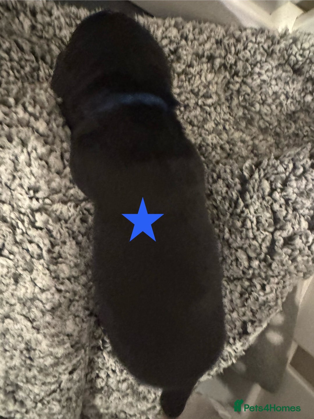 Labrador Retriever dogs for sale: Labrador Puppies – Licensed Breeder - Advert 12