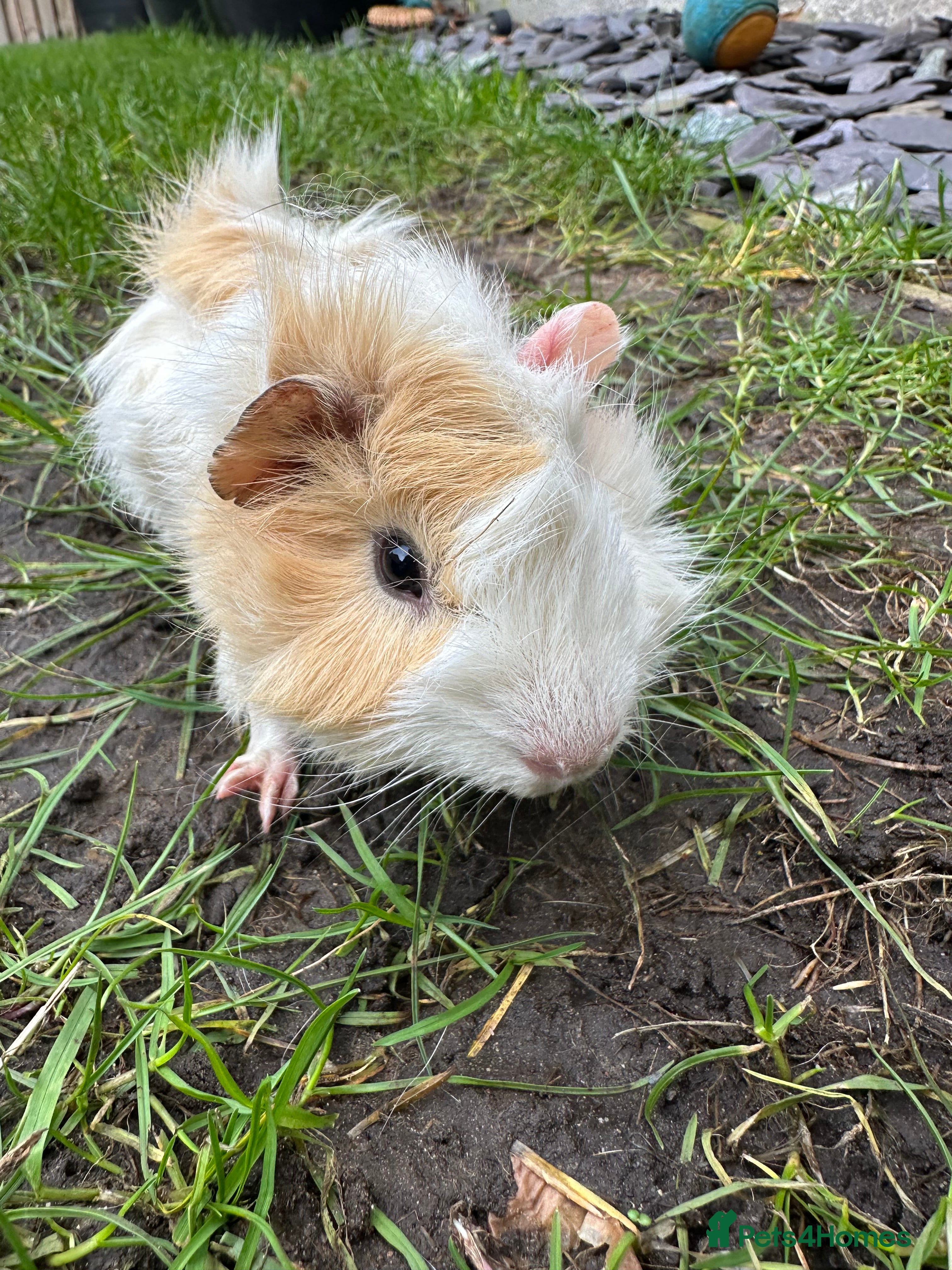 Guinea Pig rodents Male Guinea Pigs For Sale  - Advert 1