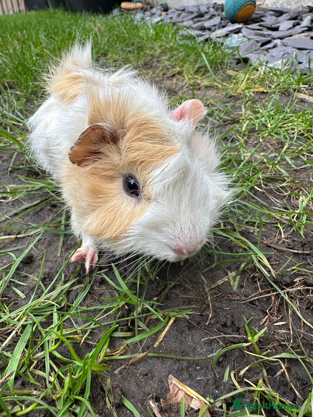 Guinea Pig rodents for sale: Male Guinea Pigs For Sale  - Advert 1