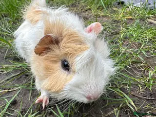 Guinea Pig rodents Male Guinea Pigs For Sale - Advert 1