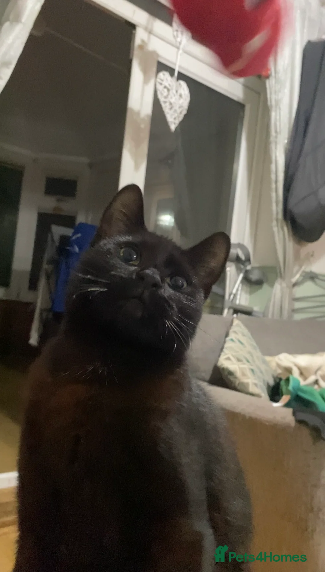 Mixed Breed cats for sale: Lovable kitten in need of a forever home.  in Norwich - Advert 2