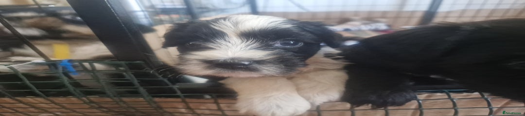 Tibetan Terrier Puppy 