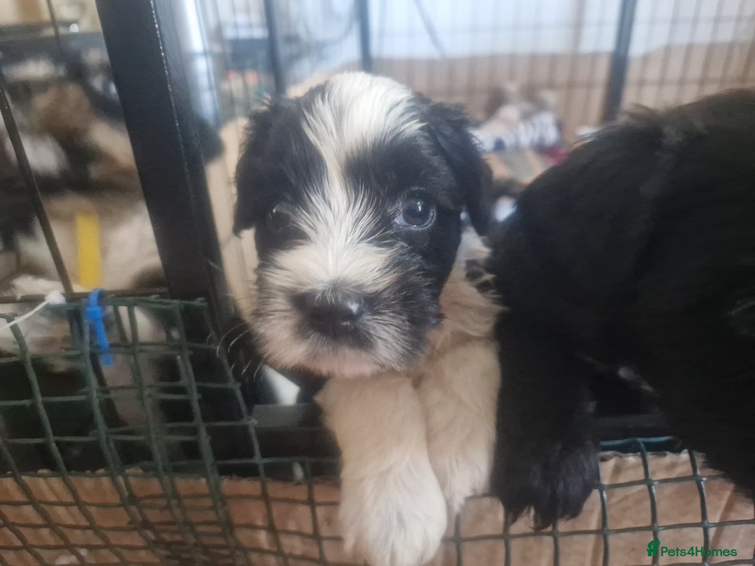 Tibetan Terrier dogs for sale: Pedigree KC reg Tibetan Terrier puppies in Cardiff - Image 12
