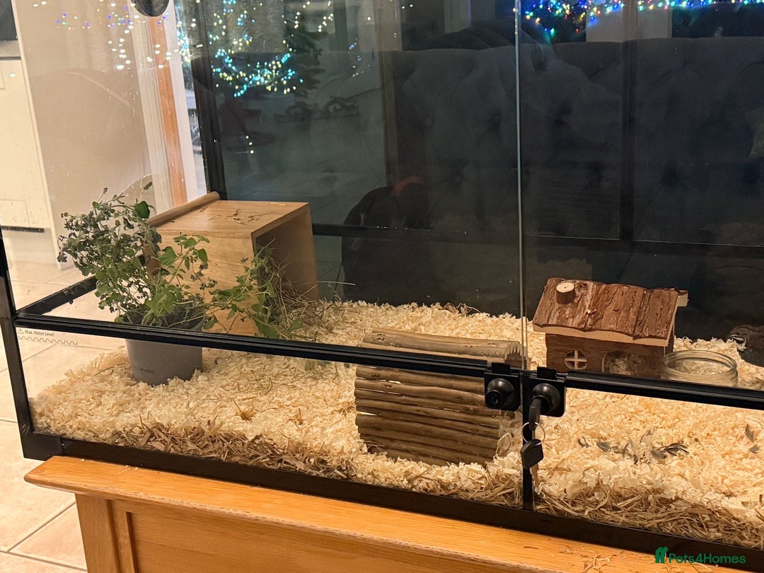 Quail poultry for sale: pairs of Chinese painted quail  - Advert 4