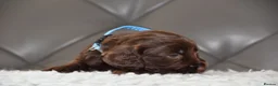 Cocker Spaniel dogs for sale: Kc Reg Show Type Cocker Spaniel  Health Tested - Advert 39