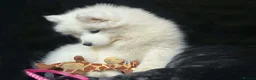 Samoyed dogs for sale: Beautiful Samoyed Puppies from Champion Father - Advert 14