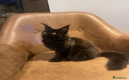 Maine Coon cats for sale: Beautiful Pure Breed Female Maine Coon Kitten - Image 2