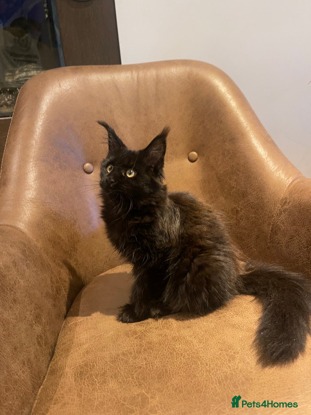 Maine Coon cats for sale: Beautiful Pure Breed Female Maine Coon Kitten - Image 2