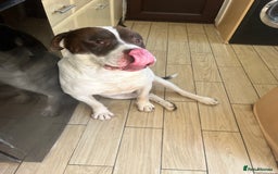 Presa Canario dogs for sale: BANE PRESA CANARIO 2 years old male  - Image 2