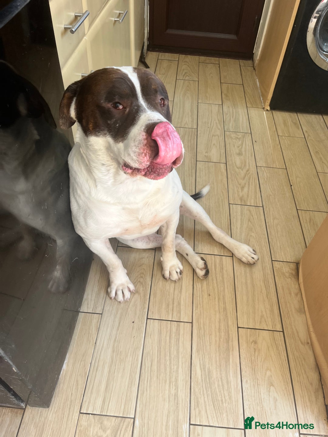 Presa Canario dogs for sale: BANE PRESA CANARIO 2 years old male  - Image 2