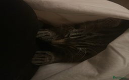 Bengal cats for sale: Bengal - Image 6