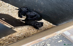 Labrador Retriever dogs for sale: Gorgeous Working Labrador Pups AVAILABLE NOW! - Image 8