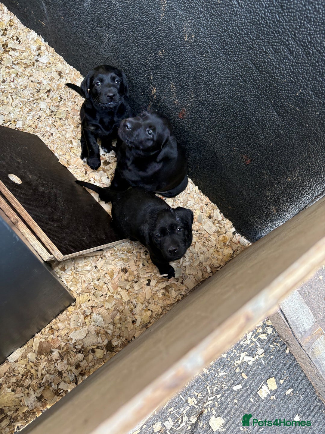 Labrador Retriever dogs for sale: Gorgeous Working Labrador Pups AVAILABLE NOW! - Image 8