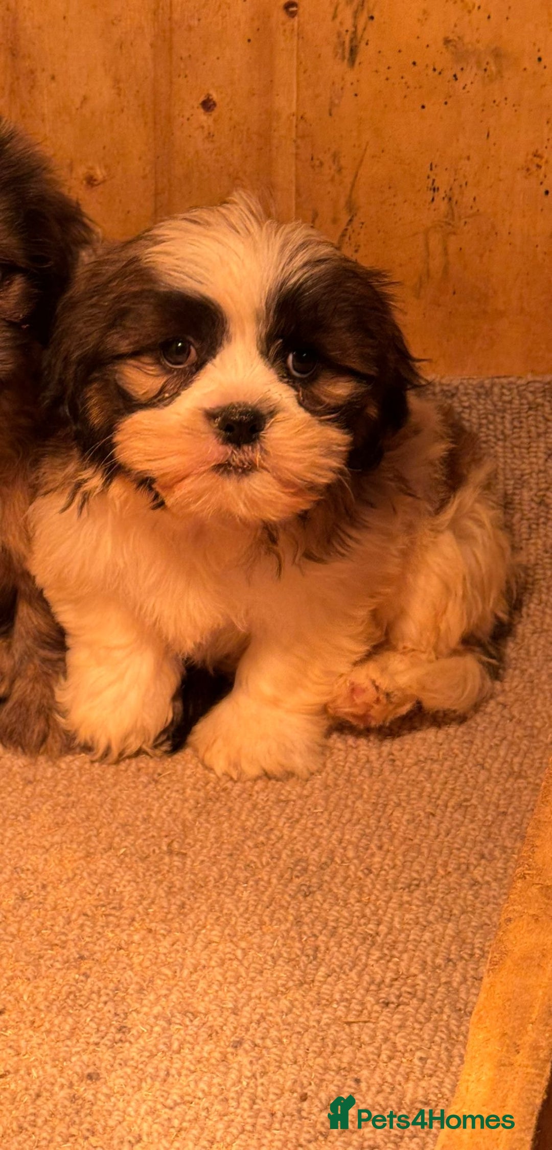 Mixed Breed dogs for sale: 2 shih tzu x - Advert 2