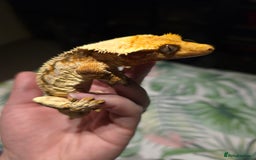 Gecko reptiles for sale: Crested geckos prices reduced - Image 2