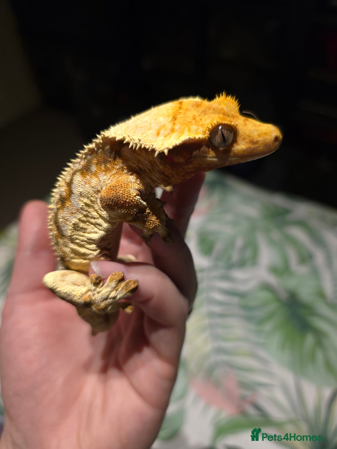 Gecko reptiles for sale: Crested geckos prices reduced - Image 2