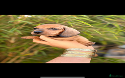 Dachshund dogs for sale: Miniature dashound  - Image 2