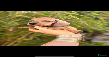 Dachshund dogs - Advert 9
