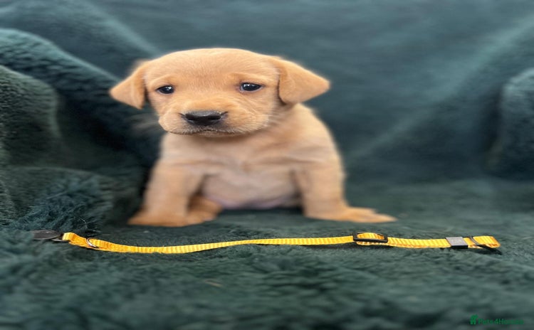 Labrador Retriever dogs - Advert 3