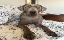 Mixed Breed dogs for sale: 2 gorgeous girls - Image 3
