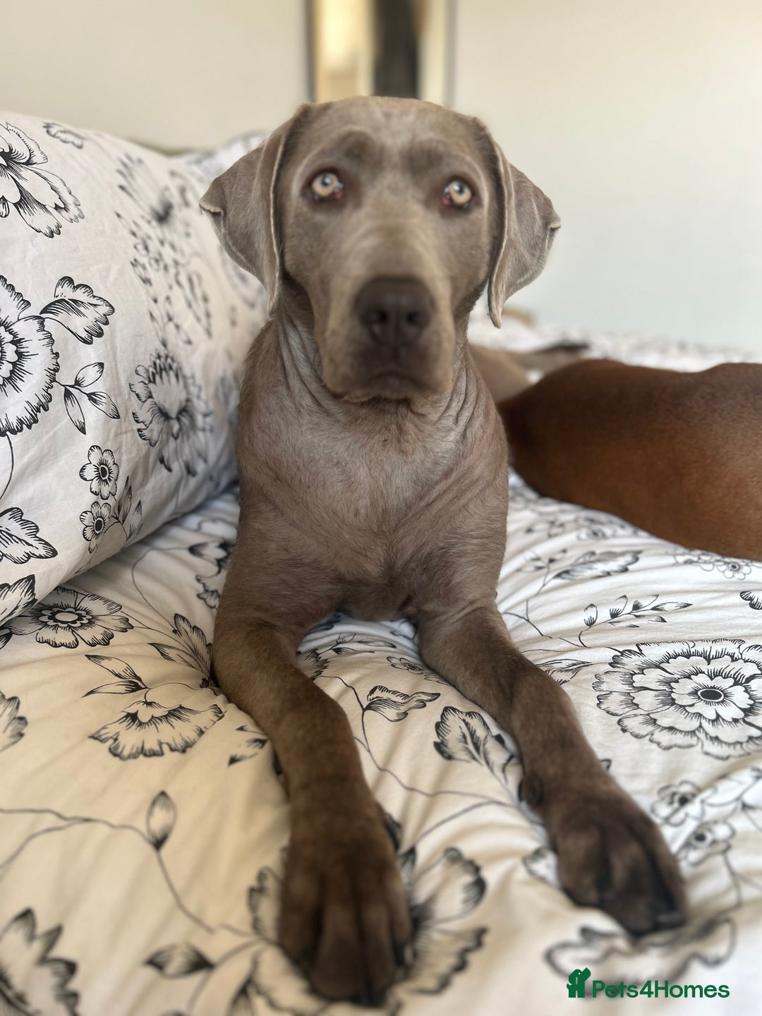 Mixed Breed dogs for sale: 2 gorgeous girls - Image 3