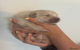 Golden Retriever dogs for sale: Outstanding, KC Champion Golden Retrievers 🐾🏆  in St. Neots - Image 26