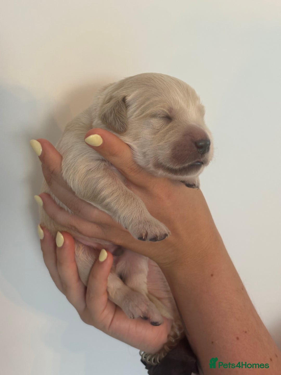 Golden Retriever dogs for sale: Outstanding, KC Champion Golden Retrievers 🐾🏆  in St. Neots - Image 26