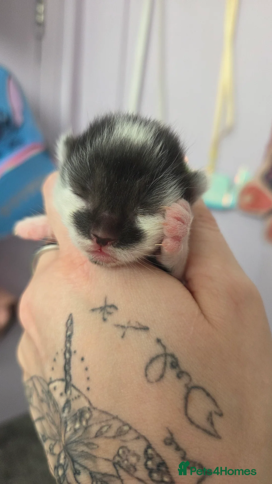 Mixed Breed cats for sale: One male and one female kitten available  - Advert 27