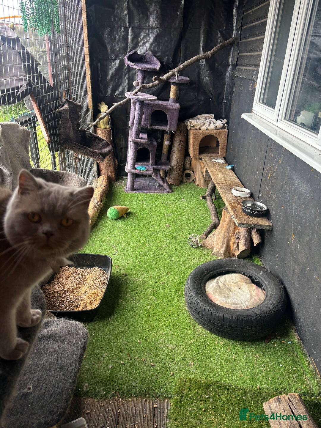 British Shorthair cats for stud: British shorthair proven stud - Advert 17