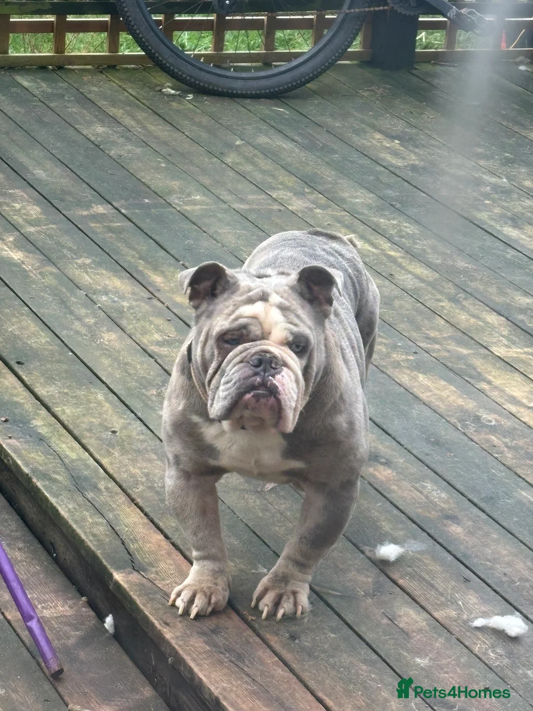 Old Tyme Bulldog dogs for sale: 5 year old male bulldog needing a new home  - Advert 4