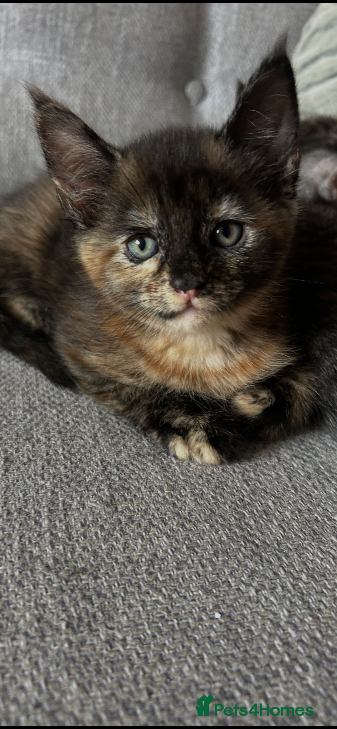 Maine Coon cats for sale: 3/4 mainecoon kittens polydactyl  - Image 5