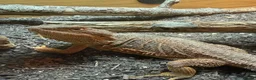 Bearded Dragon reptiles for sale: FEMALE Bearded dragon  - Advert 3