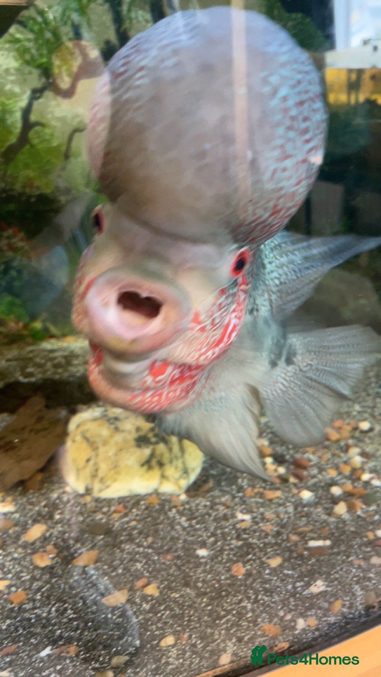 Cichlids fish Red dragon Flowerhorn with 450litre tank and fx6 - Advert 9