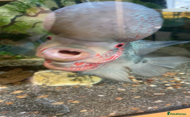 Cichlids fish - Advert 4