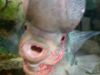 Cichlids fish - Advert 1