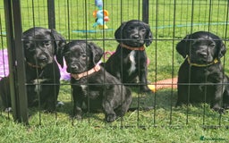 Springador dogs for sale: 💥FULL HEALTH TESTED BLACK SPRINGERDORS FOR SALE💥 in Market Drayton - Image 13