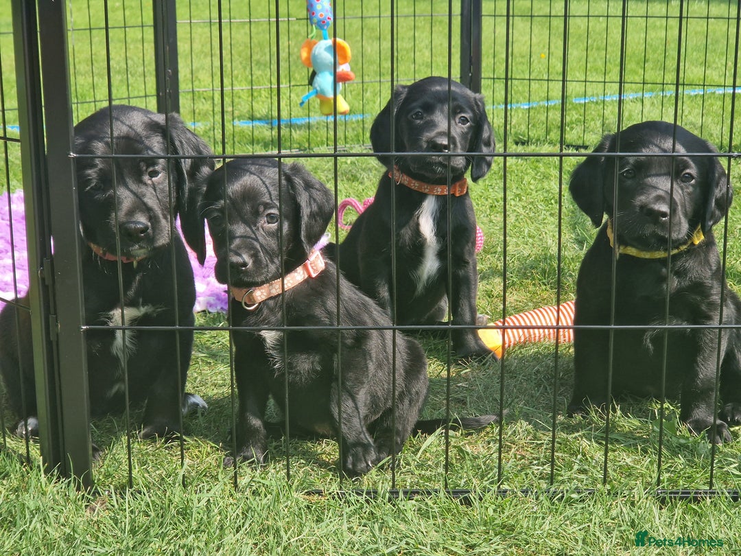 Springador dogs for sale: 💥FULL HEALTH TESTED BLACK SPRINGERDORS FOR SALE💥 in Market Drayton - Image 13