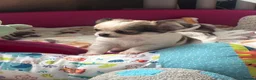 Pomchi dogs for sale: Beautiful female pomchi - Advert 24