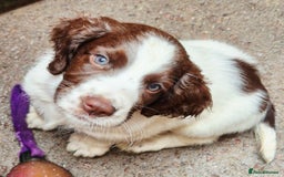 Sprocker dogs for sale: Sprocker F1  - Image 16