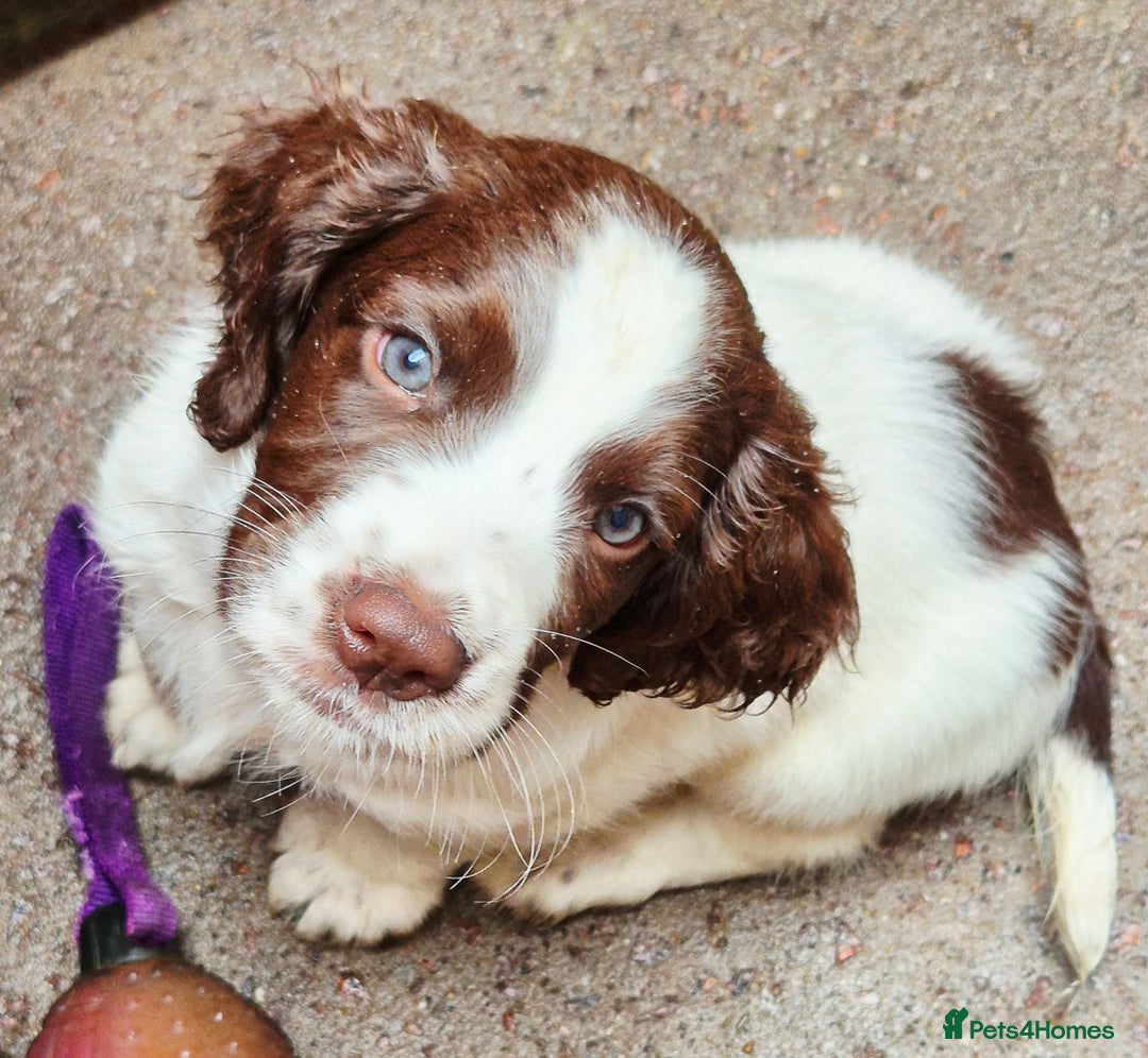 Sprocker dogs for sale: Sprocker F1  - Image 16