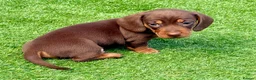 Miniature Dachshund dogs for sale: Chocolate & tan short hair miniature dachshund  - Advert 23