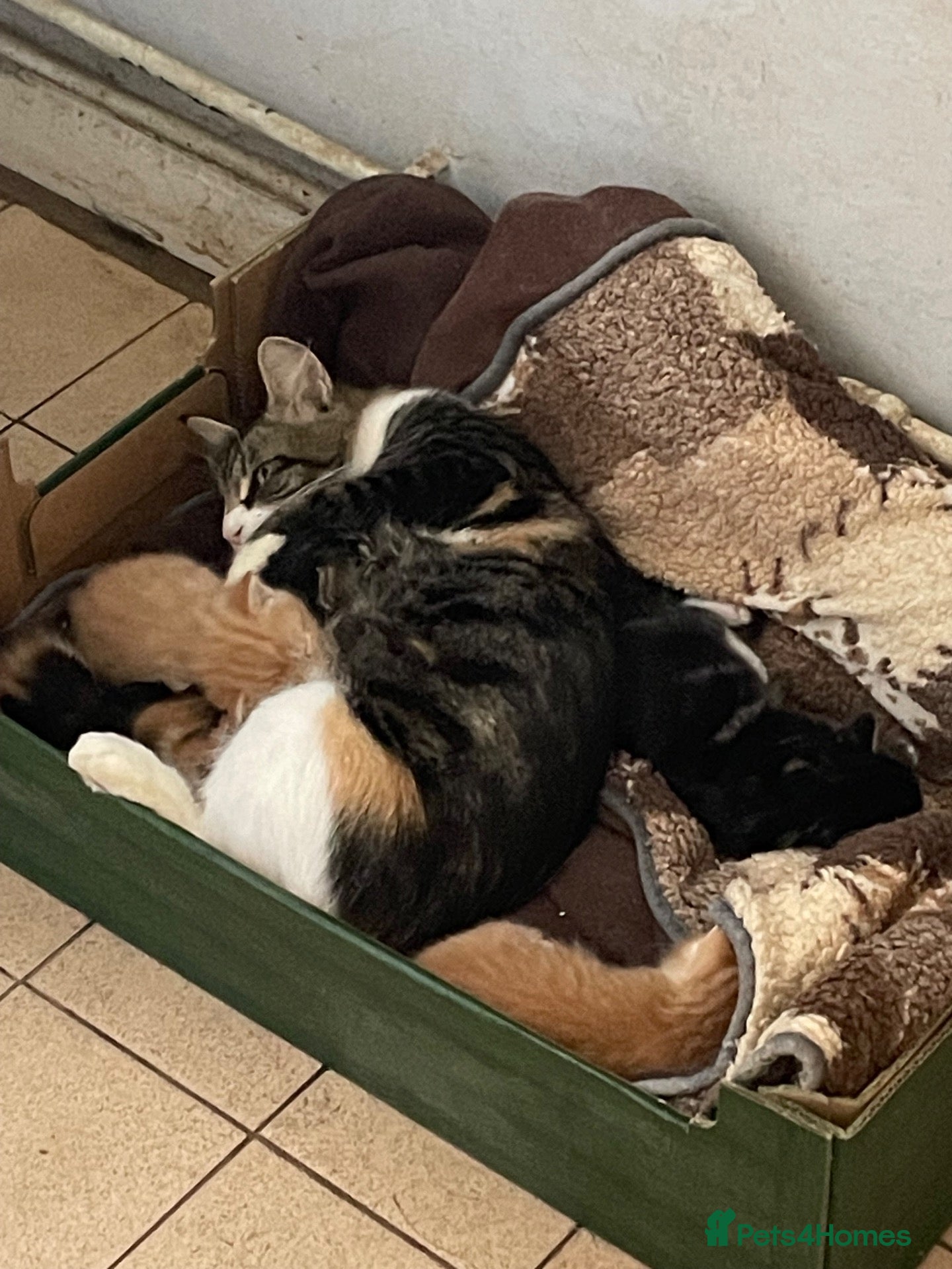 Maine Coon cats Beautiful fluffy kittens - Advert 1