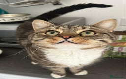British Shorthair cats for sale: Mr Frodo Baggins - Image 1