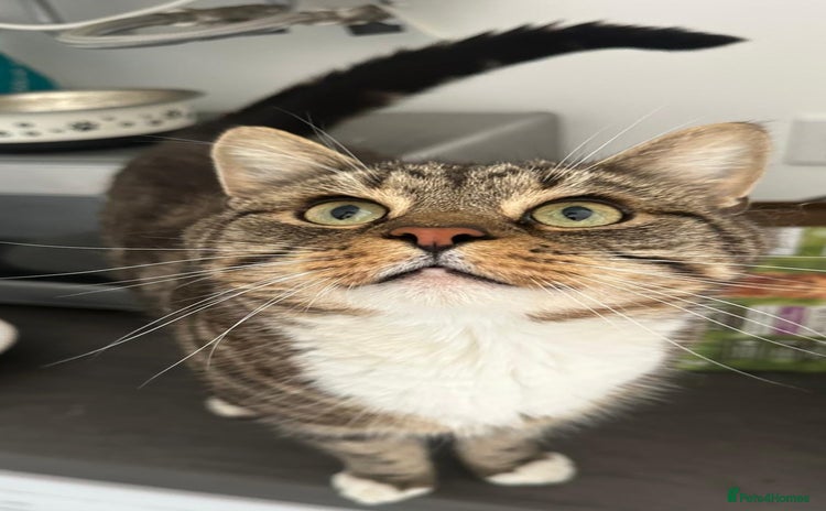 British Shorthair cats - Advert 1
