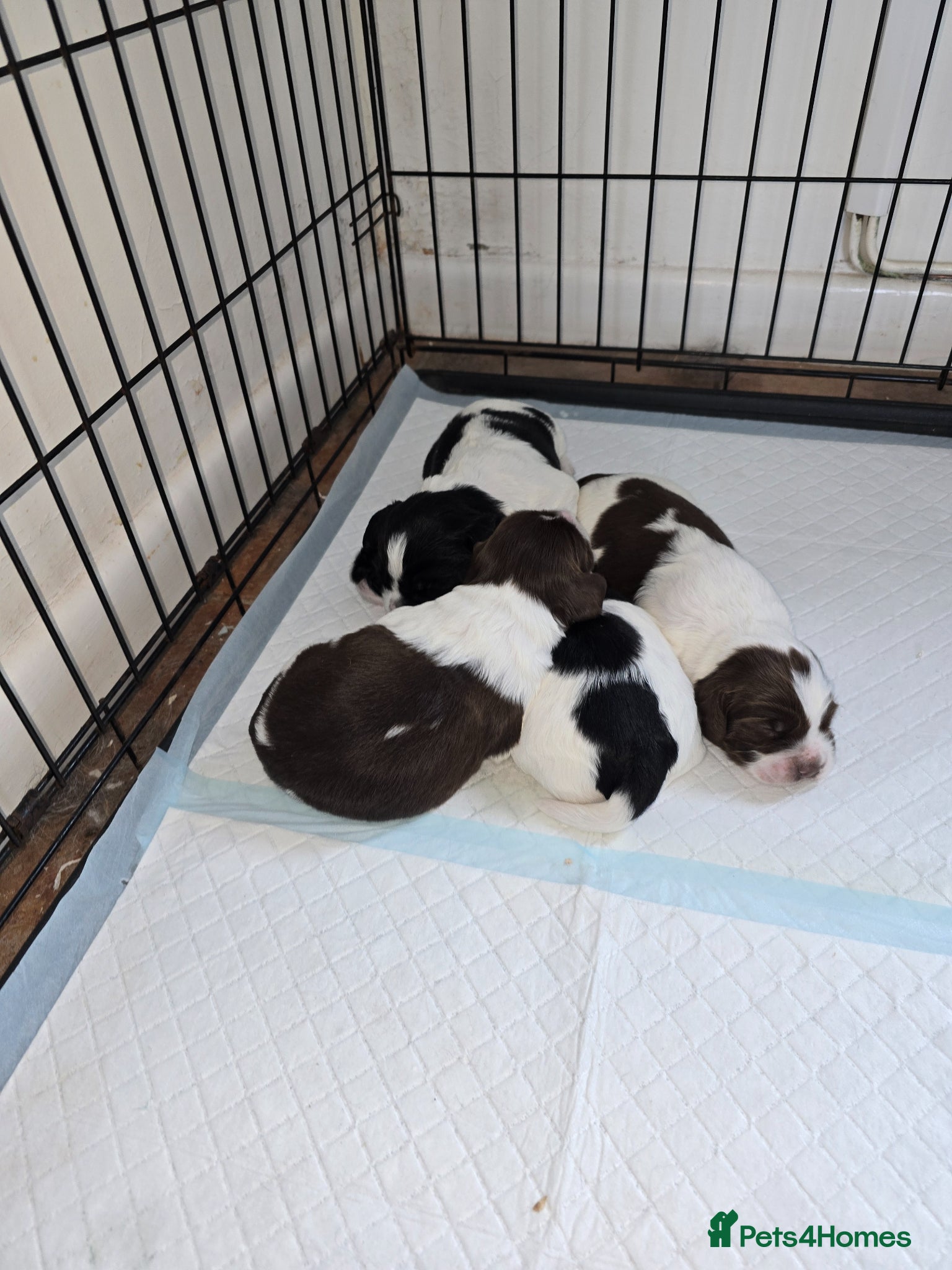 English Springer Spaniel dogs For sale English springer spaniel puppies  - Advert 1