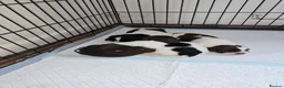English Springer Spaniel dogs for sale: For sale English springer spaniel puppies  - Advert 1