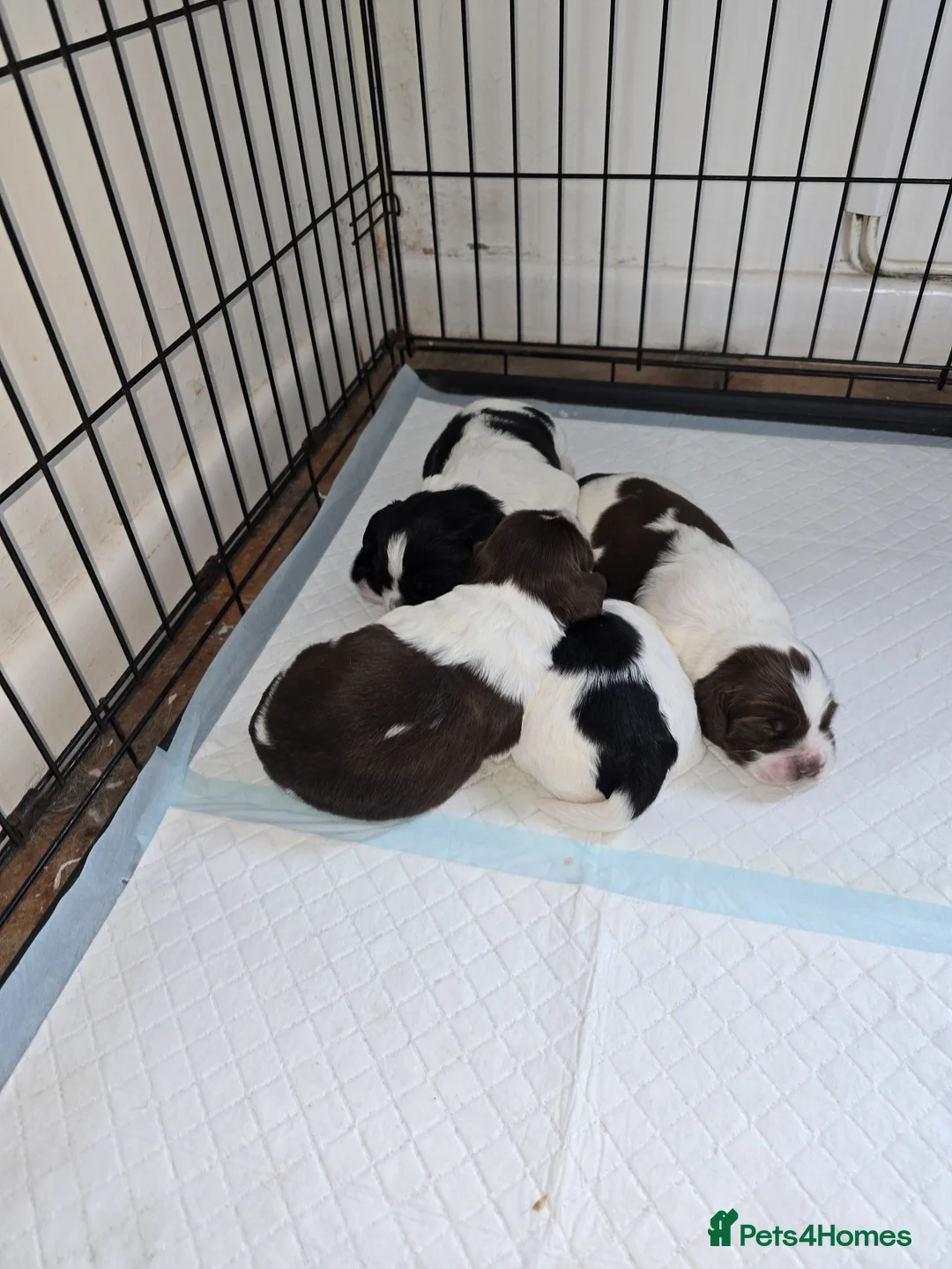 English Springer Spaniel dogs for sale: For sale English springer spaniel puppies  - Advert 1