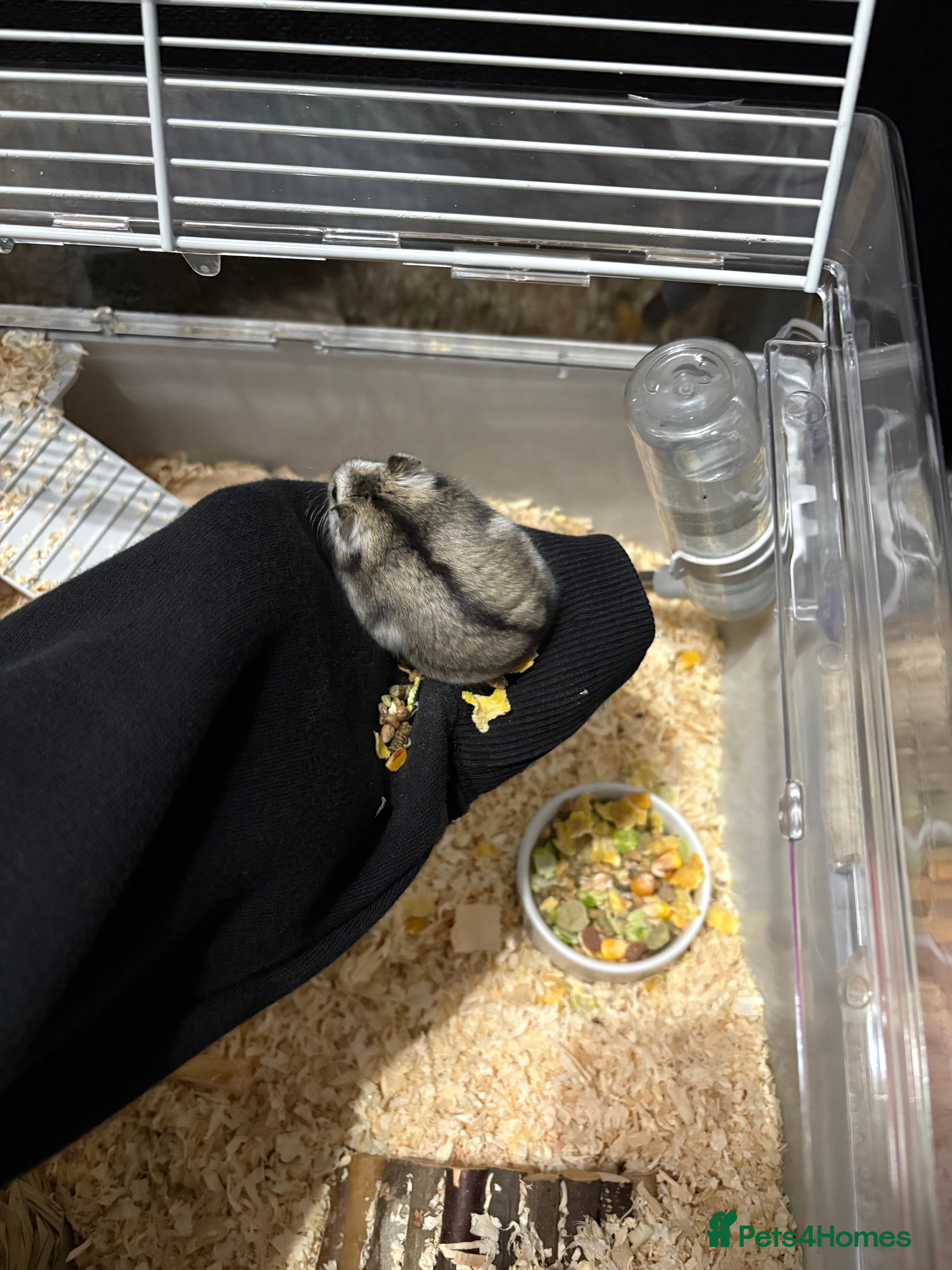 Hamster rodents Russian Dwarf Hamster - Advert 1